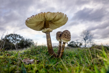 The giant parasol mushroom in autumn with its enormous cap and beautiful brown shades and spots