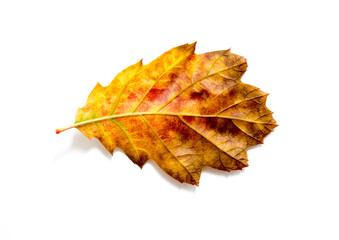 autumn leaf isolated on white