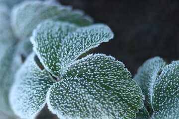 Morning frost on green leaves Strawberry. Winter macro. Morning plants in an ice crust. Detail of...
