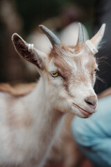 portrait of a goat