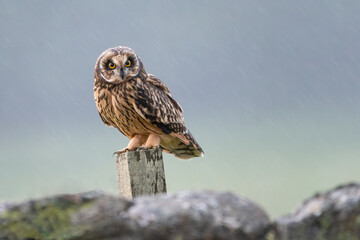 Short-eared owl (Asio flammeus) perched in the rain, Perthshire, Scotland