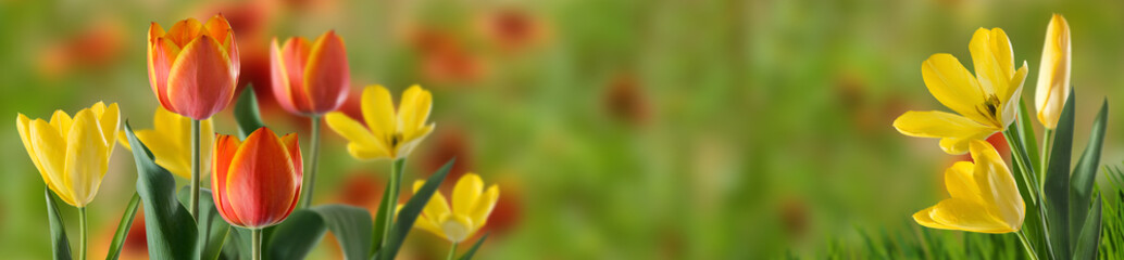 beautiful tulips on a blurred background with  copy space for text