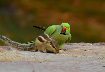  rose-ringed parakeet is sexually dimorphic. The adult male sports a red and black neck ring,