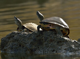 Indian narrow-headed softshell turtle, three-striped roof turtle and crowned river turtle