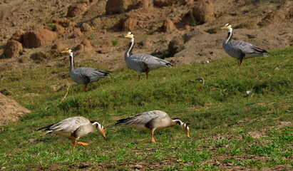  bar-headed goose (Anser indicus) is a goose that breeds in Central Asia in colonies of thousands near mountain lakes 