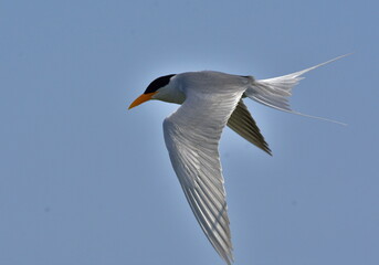river tern or just river tern (Sterna aurantia) is a tern in the family Laridae. It is a resident breeder along inland rivers 