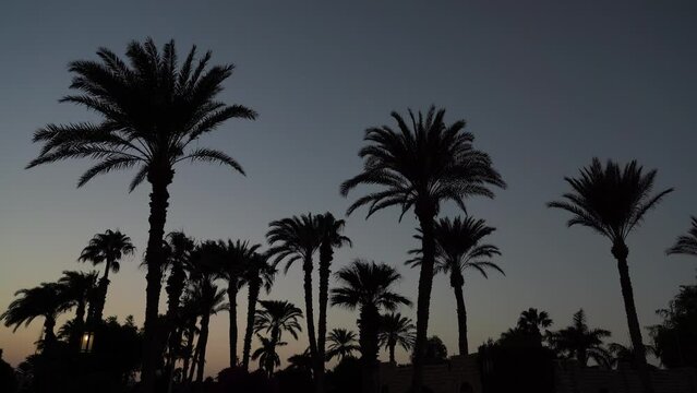 Landscape with many silhouettes of palm trees at night