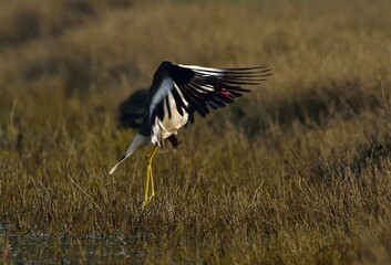 red-wattled lapwing is an Asian lapwing or large plover