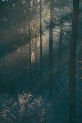 Amazing rays of light falling through the branches of the trees. Light fog in the coniferous forest...