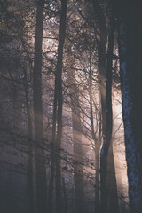 Amazing rays of light falling through the branches of the trees. Light fog in the coniferous forest in the cold season. Unique fairy tale landscape with sun rays during winter season