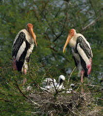 painted stork (Mycteria leucocephala) is a large wader in the stork family. 