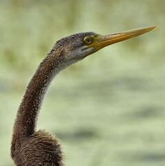 Darters are large about 90 cm, slender, long-necked water birds.