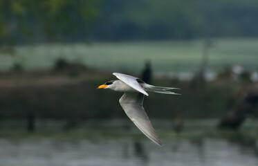 river tern or just river tern (Sterna aurantia) is a tern in the family Laridae. It is a resident breeder along inland rivers 