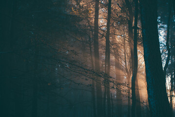 Amazing rays of light falling through the branches of the trees. Light fog in the coniferous forest in the cold season. Unique fairy tale landscape with sun rays during winter season - obrazy, fototapety, plakaty