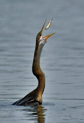 Darters are large about 90 cm, slender, long-necked water birds.