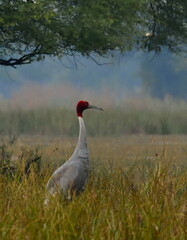 sarus crane (Antigone antigone) is a large nonmigratory crane found in parts of the Indian...