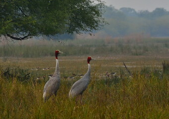 sarus crane (Antigone antigone) is a large nonmigratory crane found in parts of the Indian subcontinent, Southeast Asia,