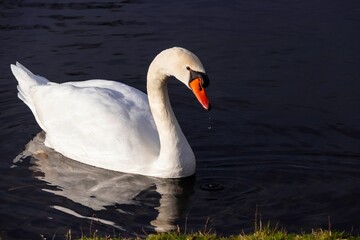 Beautiful majestic white swan swimming on a dark blue lake