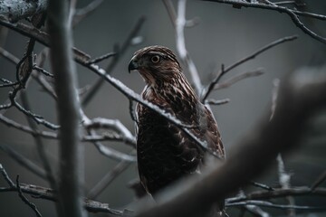 Red-tailed hawk perched atop a barren branch of a tree