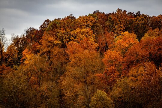 Scenic view of beautiful trees in autumn