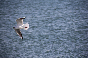 Birds flying over a lake in the west of Tehran