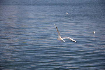 Birds flying over a lake in the west of Tehran