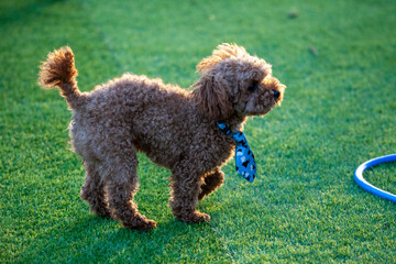 진디밭 운동장에서 뛰어노는 귀여운 토이푸들 강아지