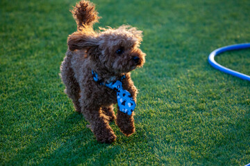 진디밭 운동장에서 뛰어노는 귀여운 토이푸들 강아지