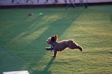 진디밭 운동장에서 뛰어노는 귀여운 토이푸들 강아지