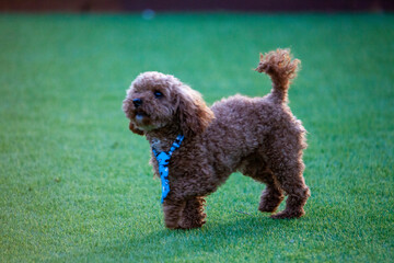 진디밭 운동장에서 뛰어노는 귀여운 토이푸들 강아지