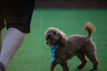 진디밭 운동장에서 뛰어노는 귀여운 토이푸들 강아지