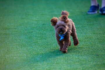 진디밭 운동장에서 뛰어노는 귀여운 토이푸들 강아지