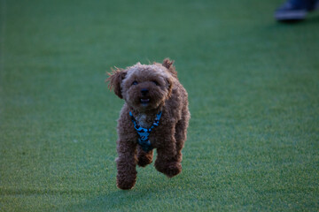 진디밭 운동장에서 뛰어노는 귀여운 토이푸들 강아지