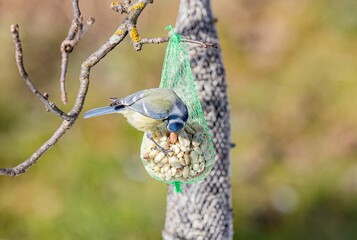 Small Eurasian blue tit taking out a birdseed from the bird feeder