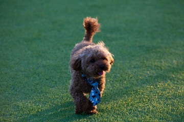 진디밭 운동장에서 뛰어노는 귀여운 토이푸들 강아지