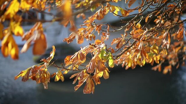 Colorful chestnut leaves over the sky on a beautiful autumn day in Paris