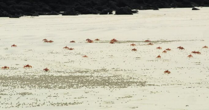 Group of crabs strolling on the beach on a sunny day.