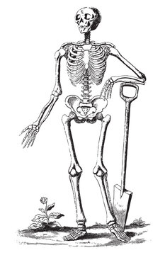 Vintage engraving of a human skeleton with a shovel