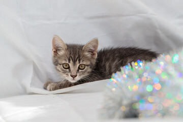 A small gray tabby beautiful kitten plays in silver Christmas tree tinsel. Christmas decoration...