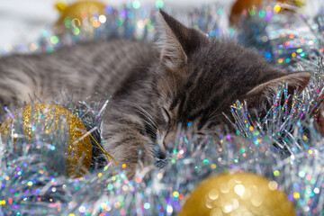a small gray tabby beautiful kitten sleeps in silver Christmas tree tinsel and Christmas tree toys....
