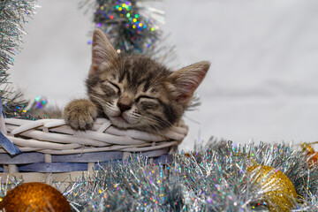 a small gray tabby beautiful kitten sleeps in a wicker basket with silver Christmas tree tinsel and...