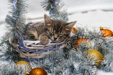 a small gray tabby beautiful kitten sleeps in a wicker basket with silver Christmas tree tinsel and...
