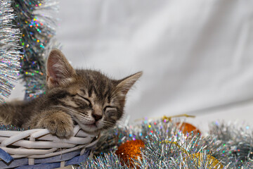 a small gray tabby beautiful kitten sleeps in a wicker basket with silver Christmas tree tinsel and...