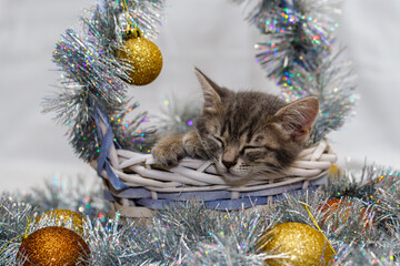 a small gray tabby beautiful kitten sleeps in a wicker basket with silver Christmas tree tinsel and...