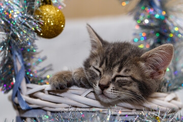 a small gray tabby beautiful kitten sleeps in a wicker basket with silver Christmas tree tinsel and Christmas tree toys. Christmas decoration concept.