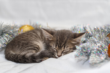 a small gray tabby beautiful kitten sleeps in silver Christmas tree tinsel and Christmas tree toys. Christmas decoration concept.