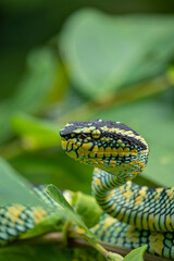 Wagleri's Viper (Tropidolaemus wagleri) in the forest