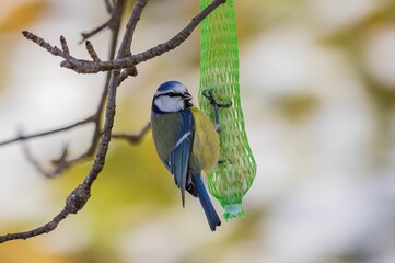 Closeup of Eurasian siskin (Spinus spinus) near a bird feeder hanging on a tree