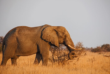 African Elephant (Loxodonta africana) 3417
