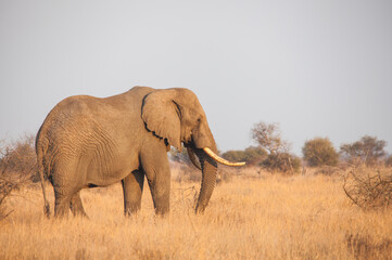 African Elephant (Loxodonta africana) 3414